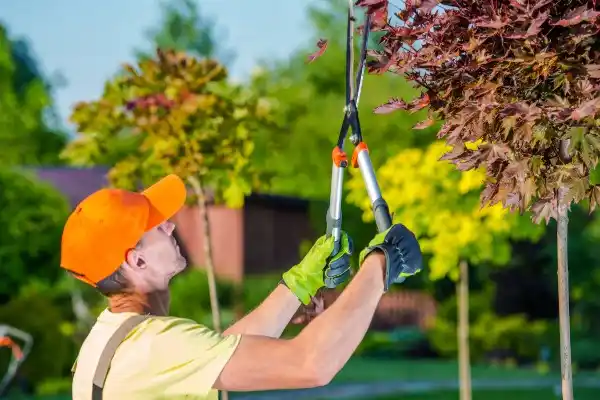 tree services Shiloh Forest